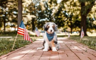 Puppy Celebrating Independence Day on a Sunny July Day