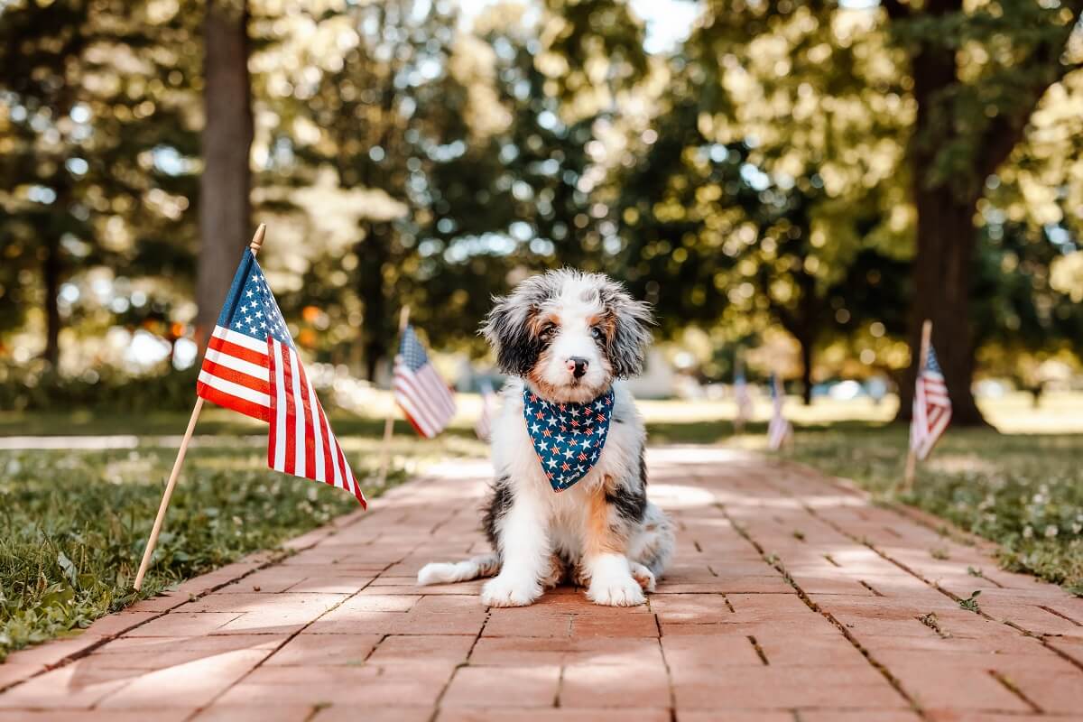 Puppy Celebrating Independence Day on a Sunny July Day