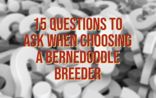 Questions to Ask When Choosing a Bernedoodle Breeder-1