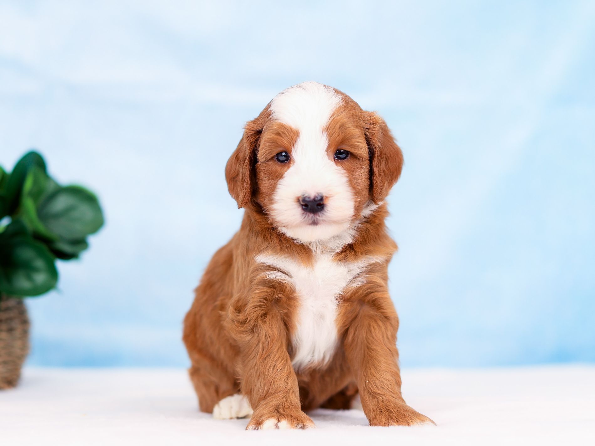Rusty the puppy