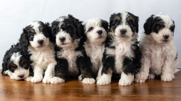 Socialized Bernedoodle puppies