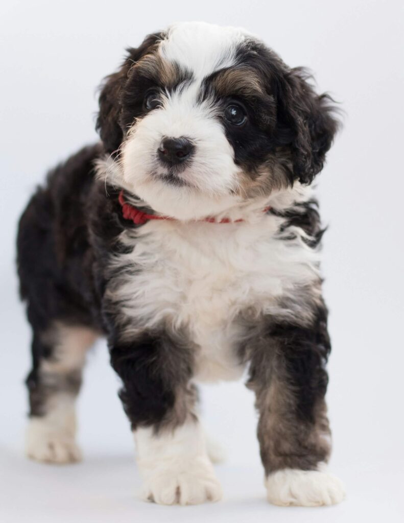Pros and Cons of Bernedoodles: A Comprehensive Analysis | Central ...