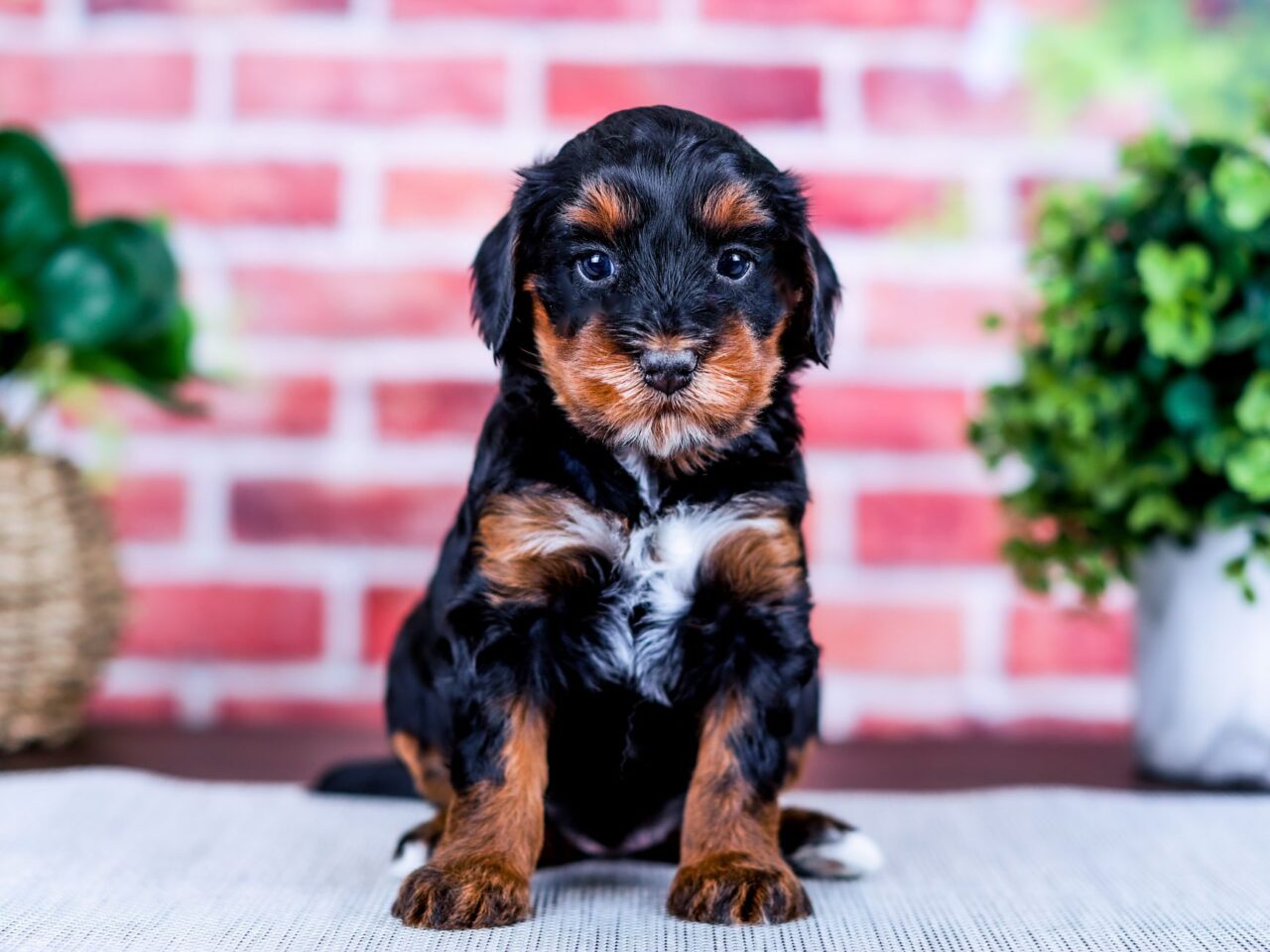 Mini Bernedoodle puppy