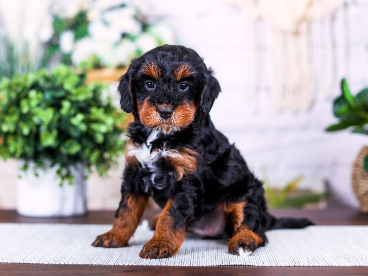 Mini Bernedoodle puppy