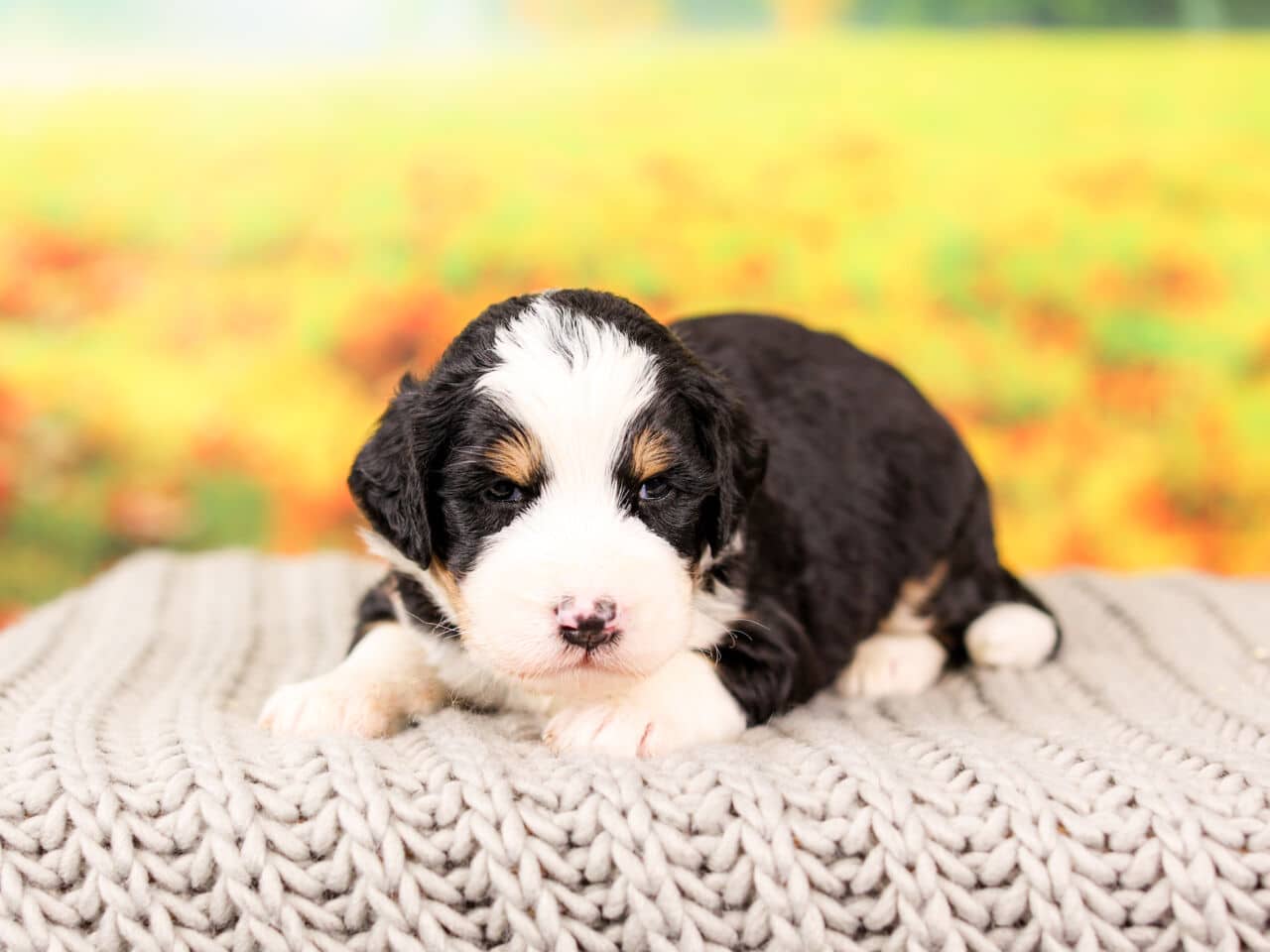Bernedoode Puppy For Sale near Chicago