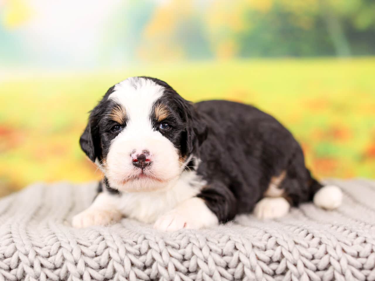 Bernedoodle Puppy For Sale near Chicago