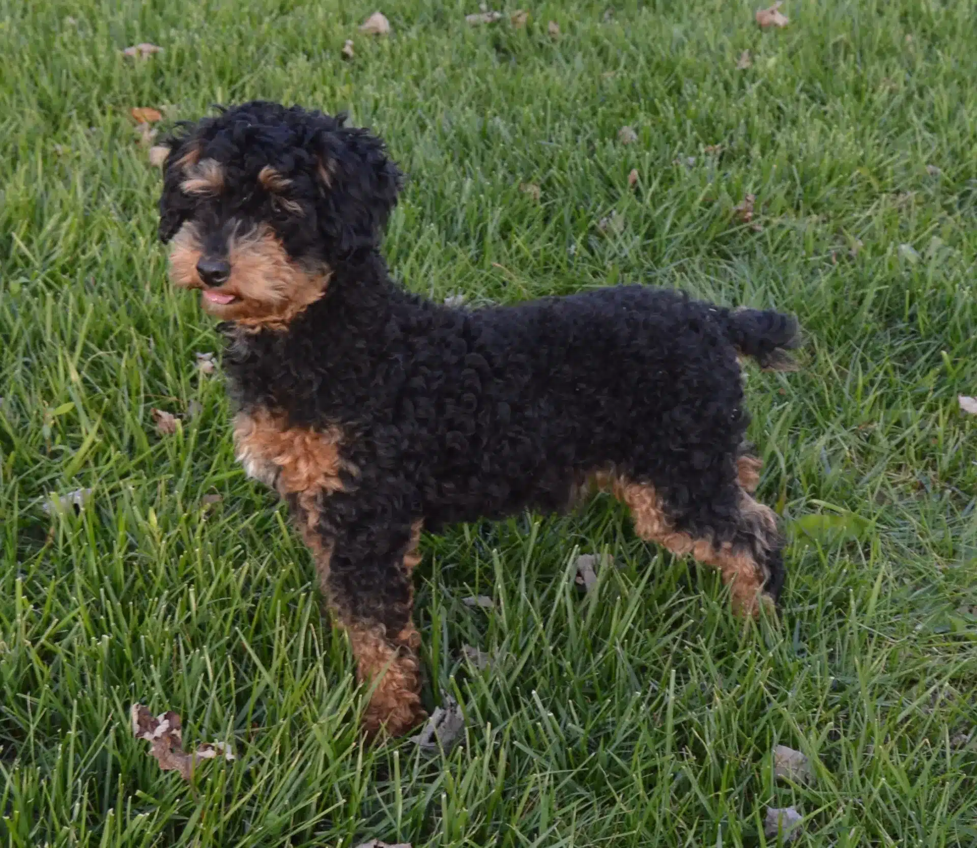 Black and brown toy poodle