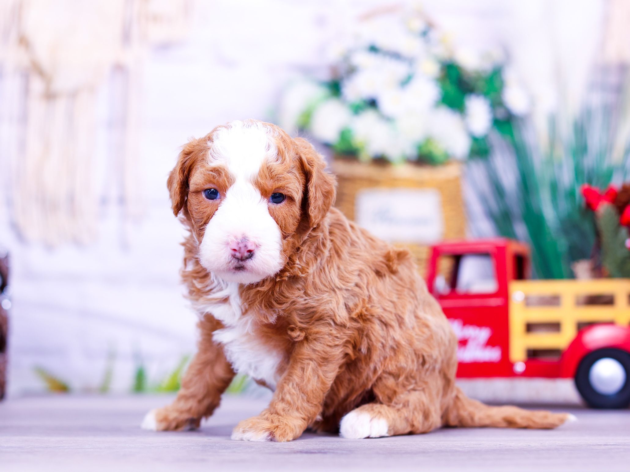 americano (2) Americano the puppy