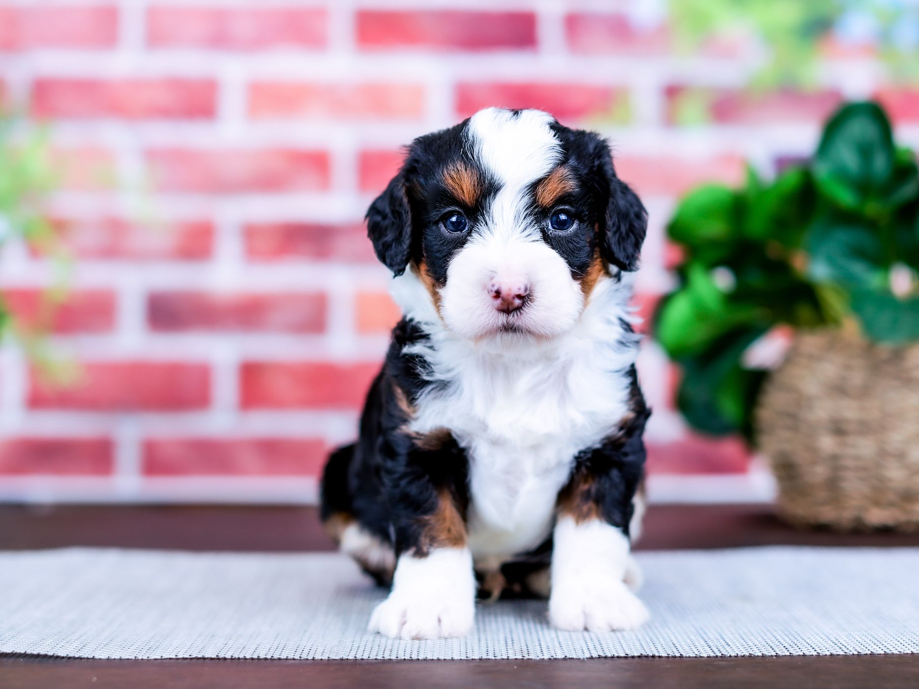 Bernedoodle Black and Brown | Central Illinois Doodles