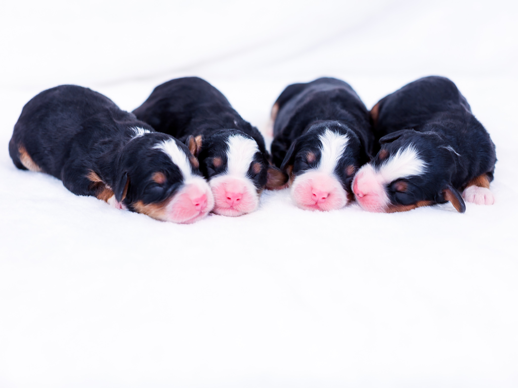 april-mini-bernedoodle-males april mini bernedoodle males