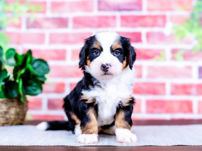 Arlo
