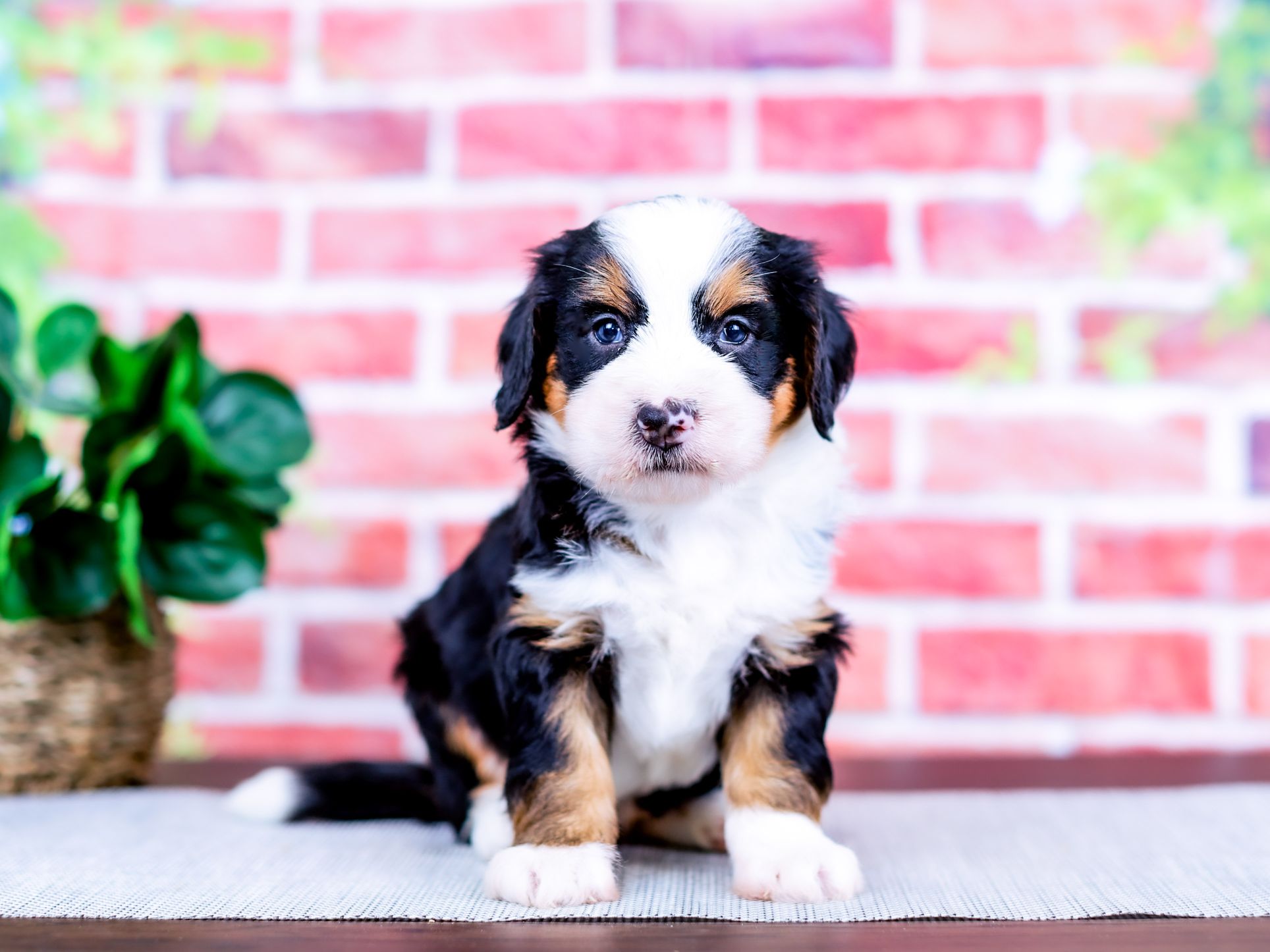 Arlo the puppy