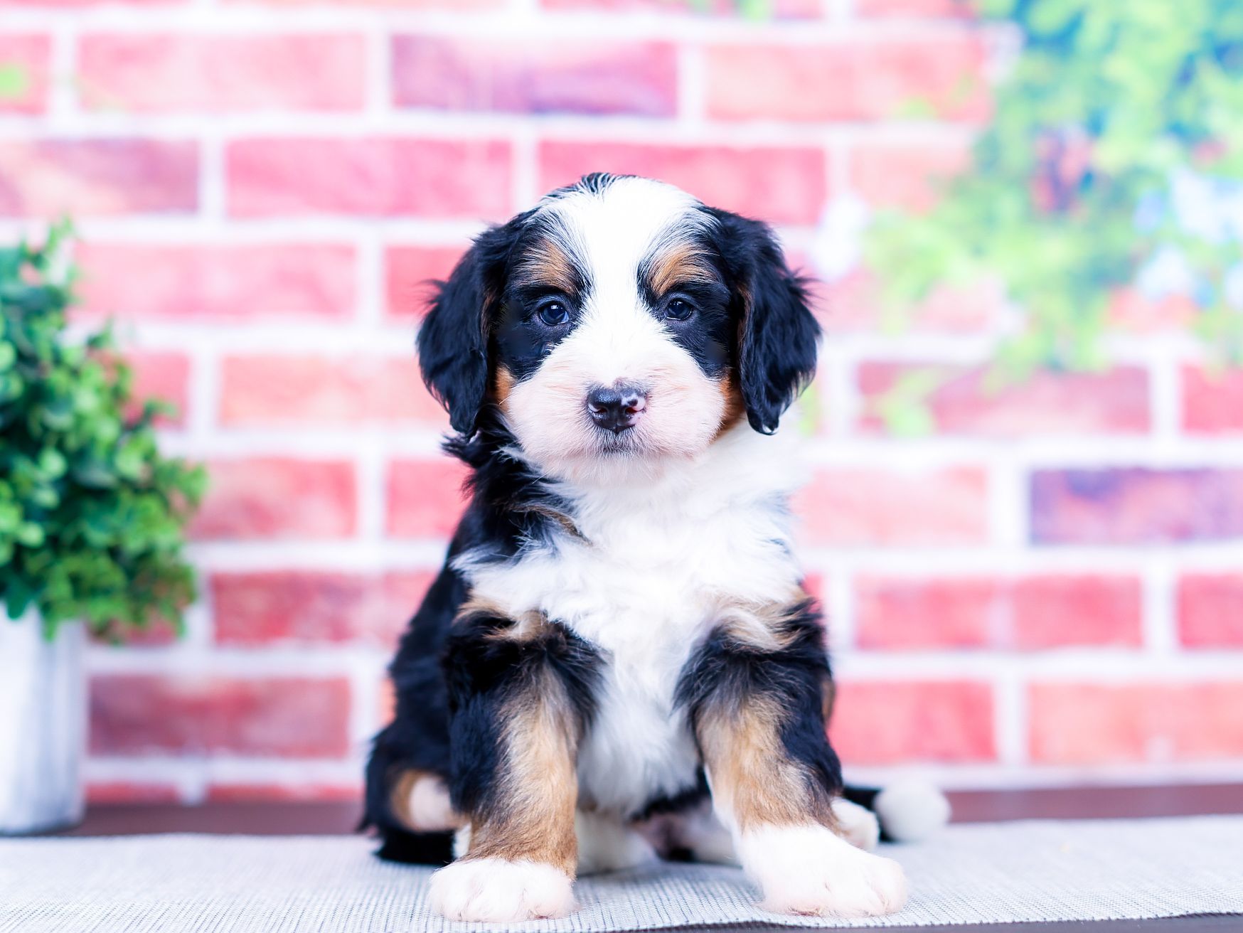 Arlo the puppy