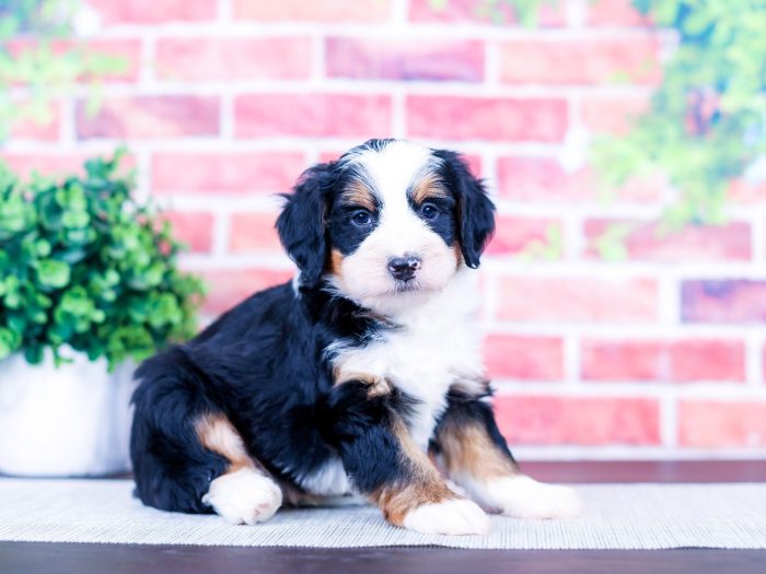 Arlo - Image 2