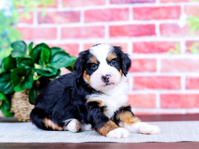 Arlo - Image 2