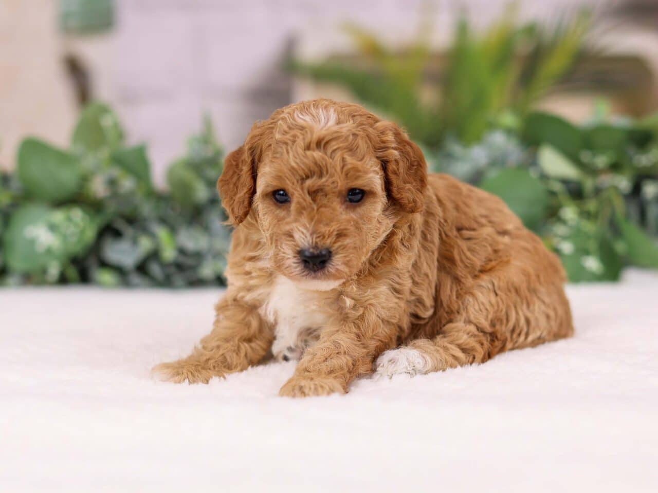 Toy Goldendoodle Puppy For Sale