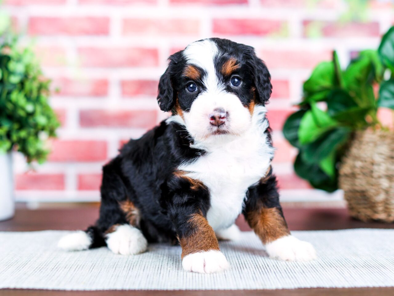 Mini Bernedoodle puppy