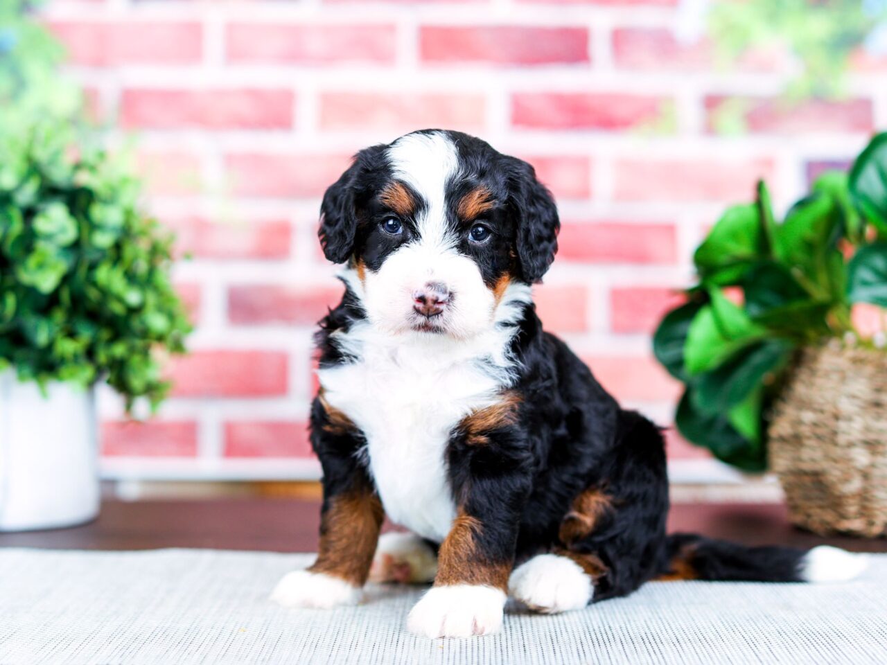 Mini Bernedoodle puppy