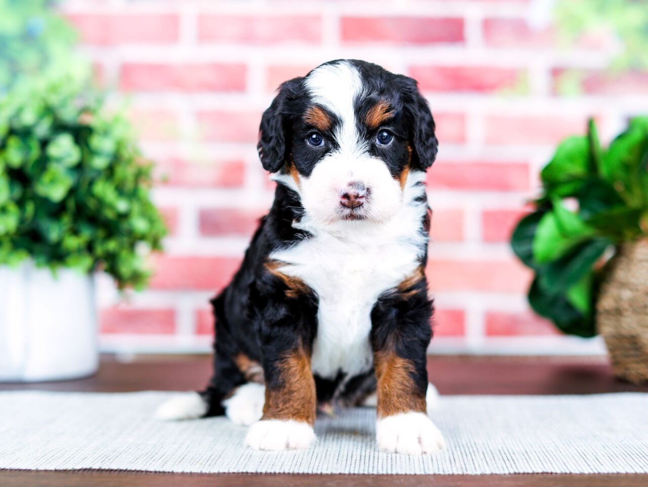 Mini Bernedoodle puppy