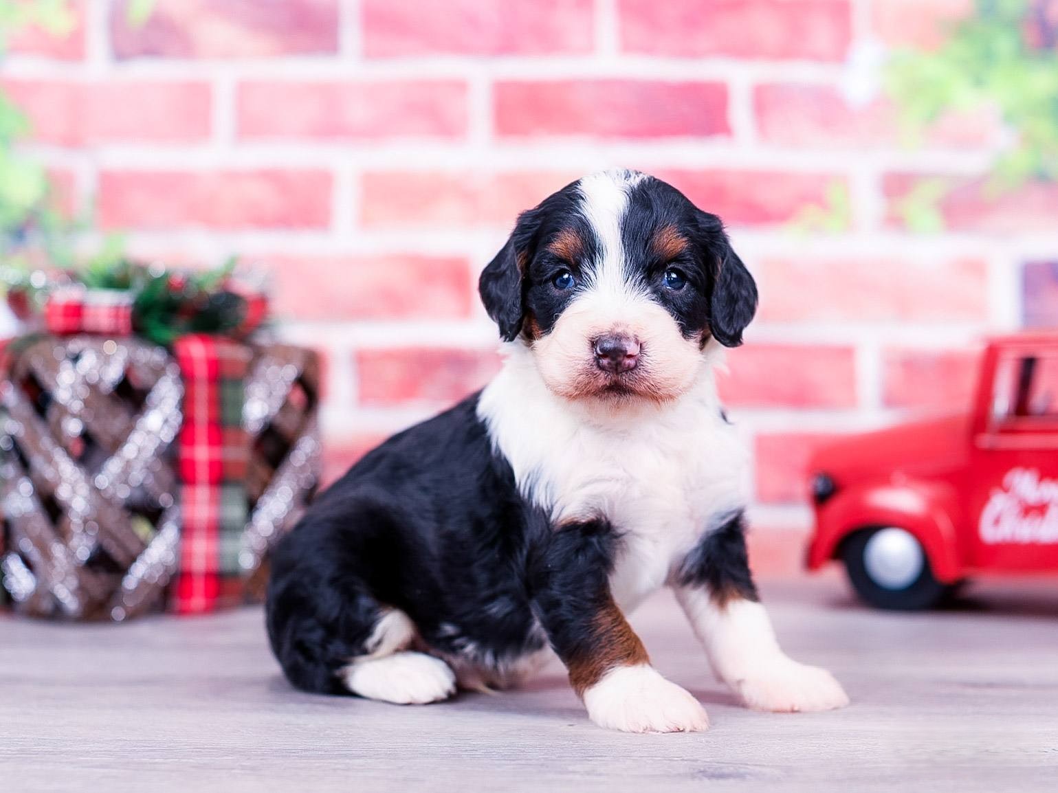 banjo Banjo the puppy