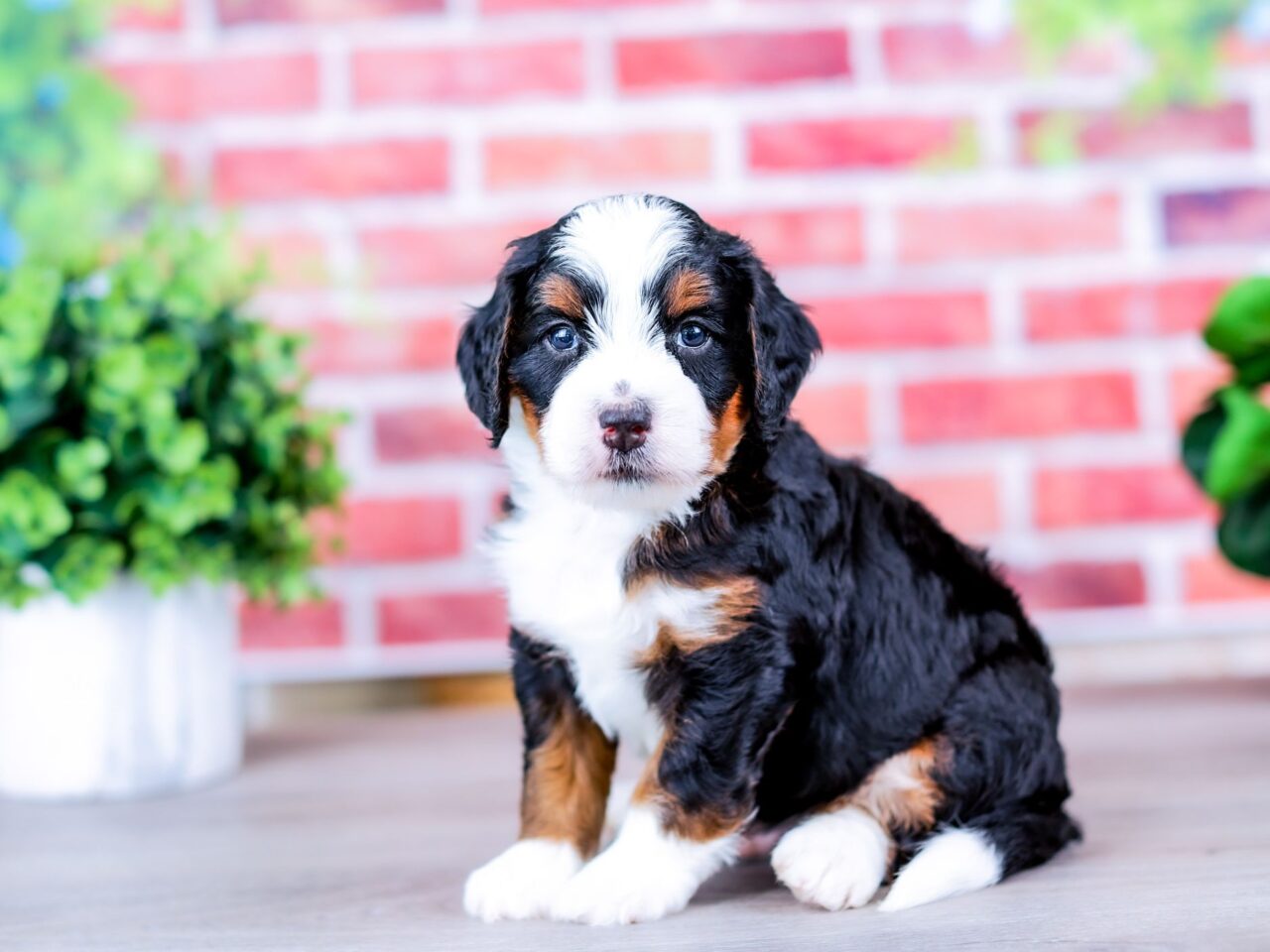 Mini Bernedoodle puppy