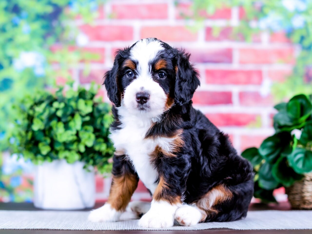 Mini Bernedoodle puppy