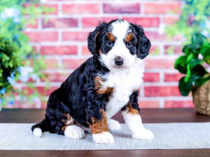 Bernedoodle Puppy