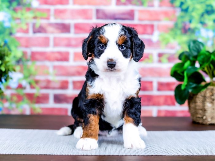 Bernedoodle Puppy