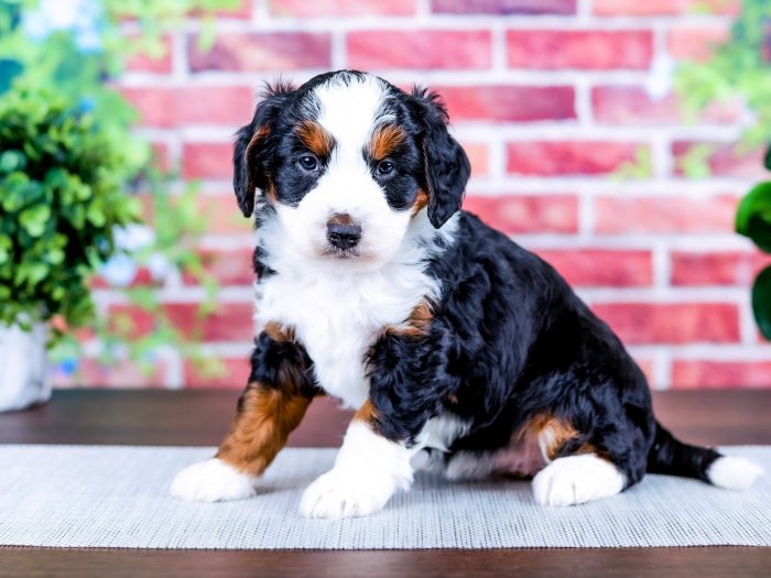 Bernedoodle Puppy