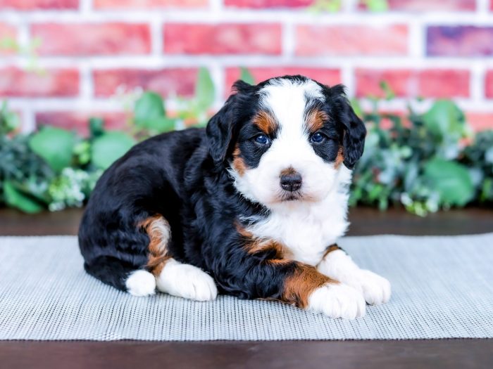 Bernedoodle puppy