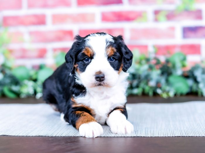 Bernedoodle puppy