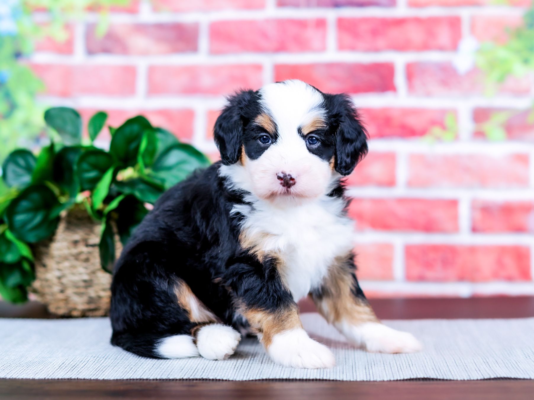 Bebe the puppy