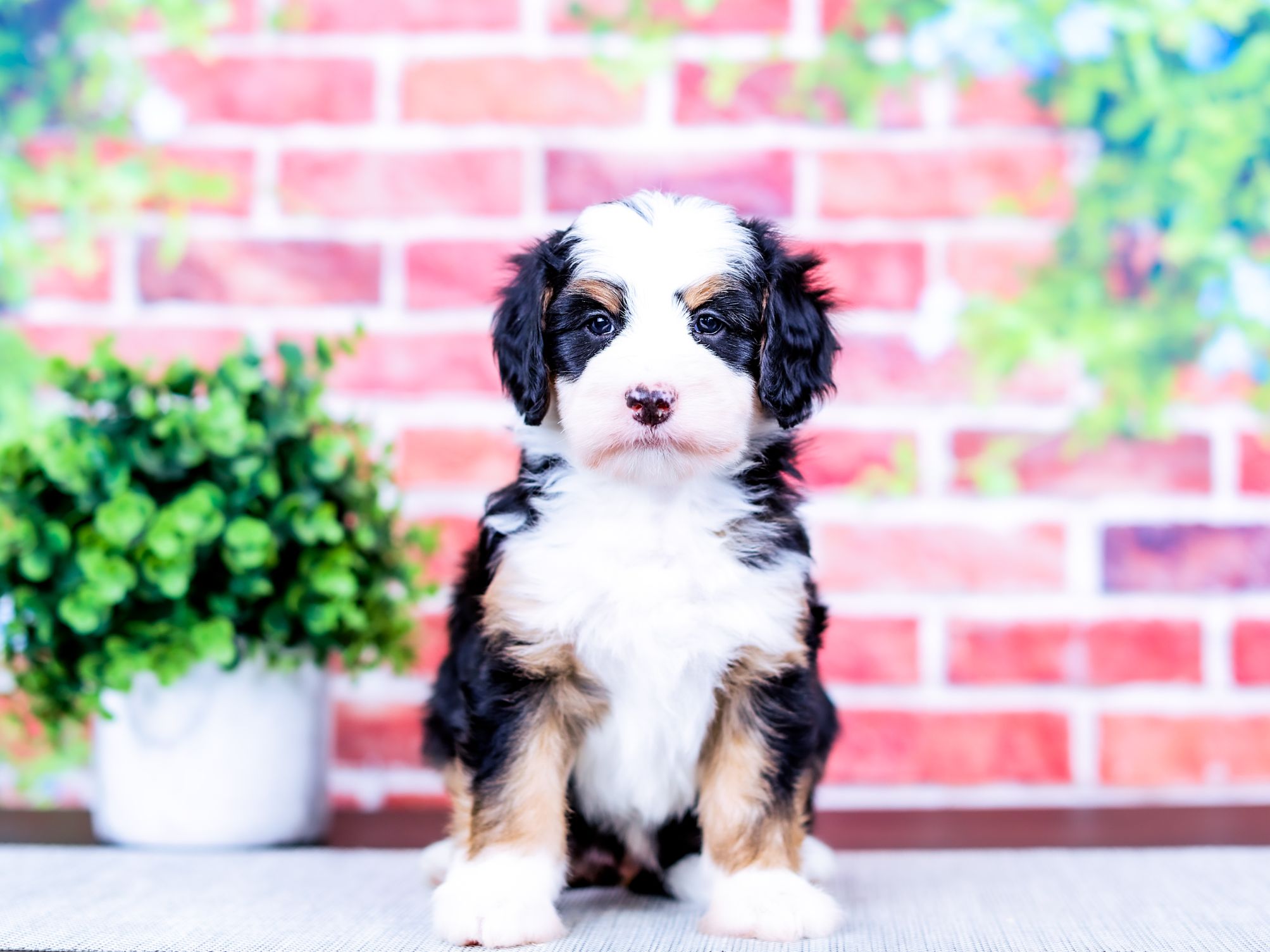 Bebe the puppy