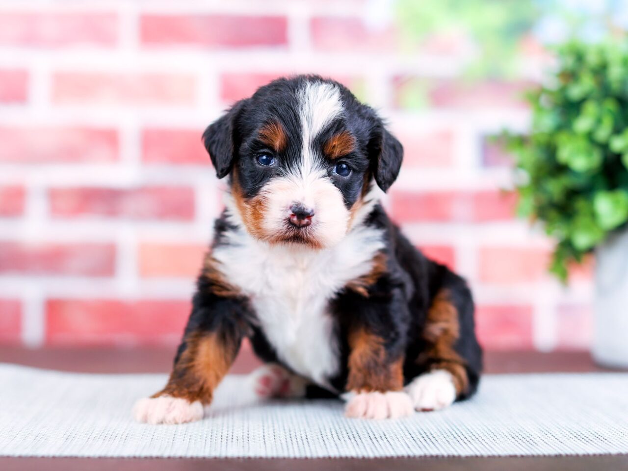 Mini Bernedoodle puppy