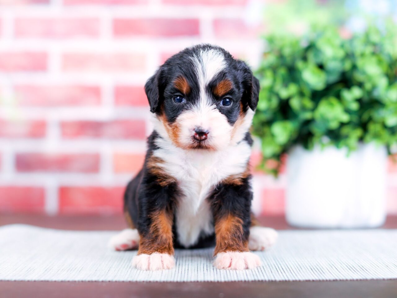 Mini Bernedoodle puppy