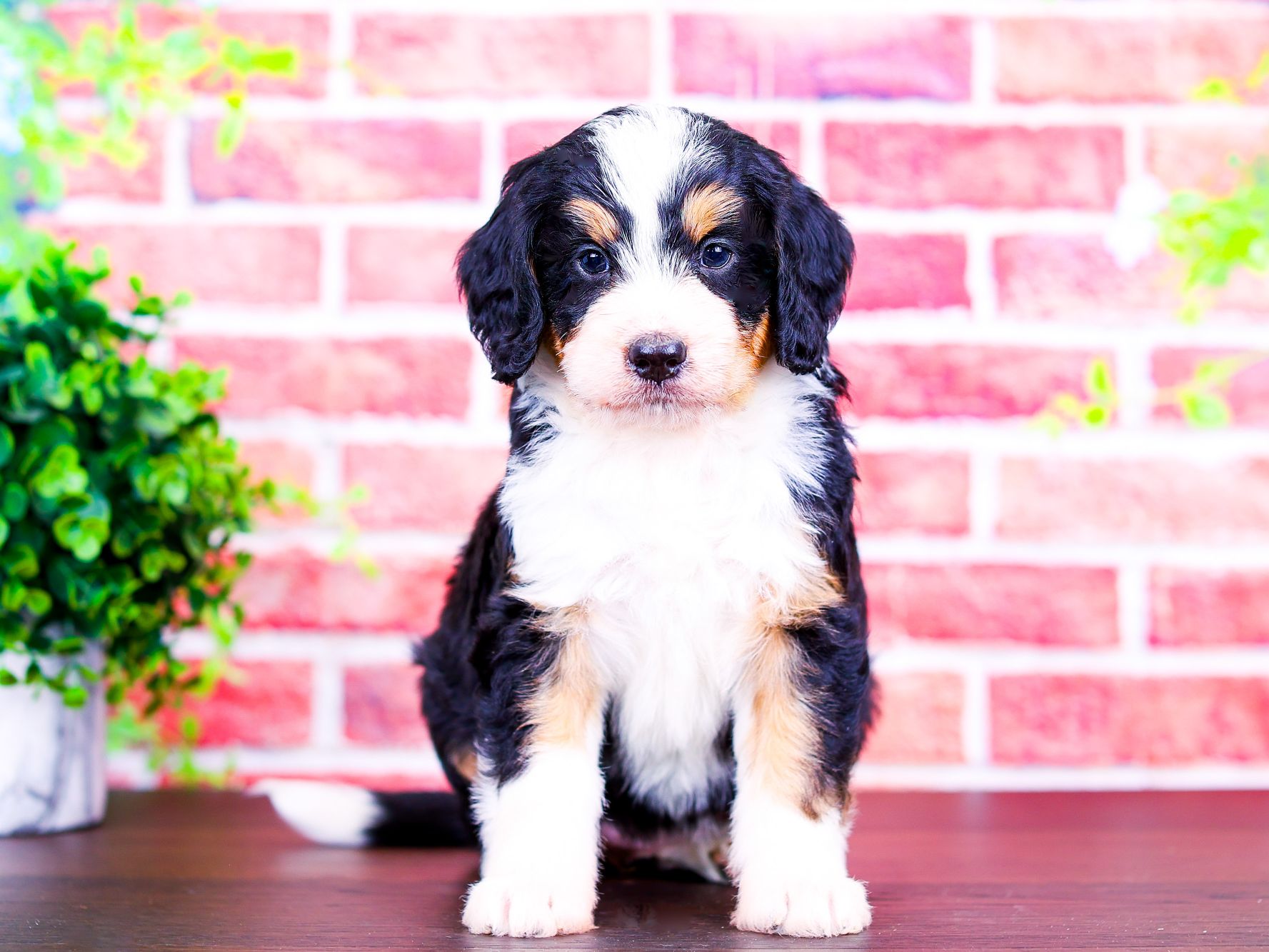 Belle the puppy