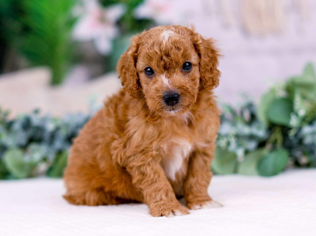 Toy Goldendoodle Puppy For Sale