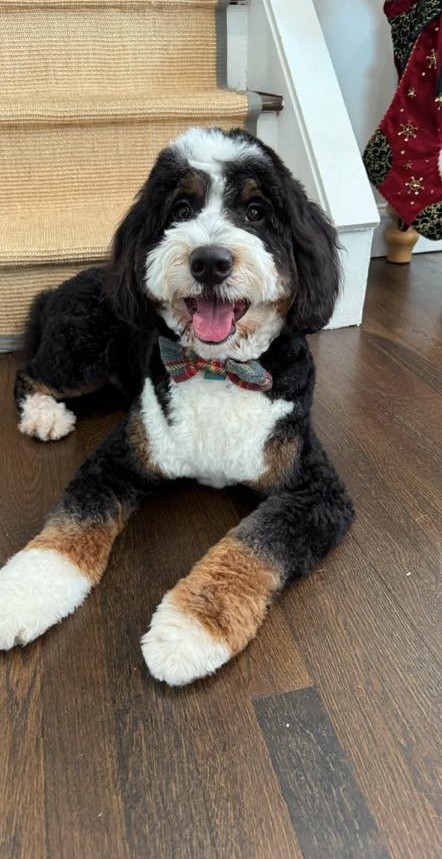 bernedoodle-coat-types bernedoodle coat types 1