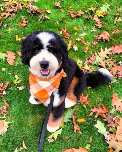 Tricolor Bernedoodle is sitting on the grass surrounded by fall leaves