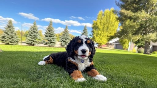 Bernedoodle Puppy sitting on grass