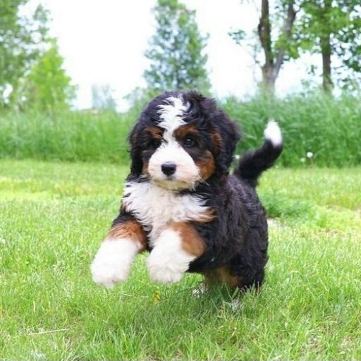 bernedoodle puppy for sale