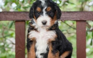 Bernedoodle puppy prices