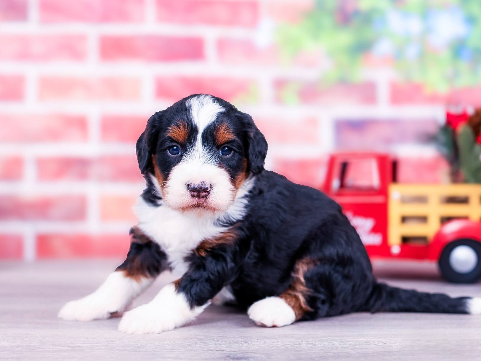 blaze Blaze the puppy