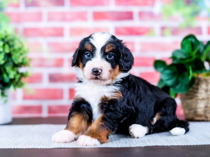 Mini Bernedoodle puppy