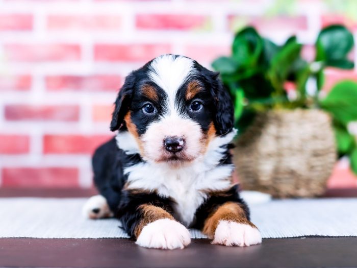 Mini Bernedoodle puppy