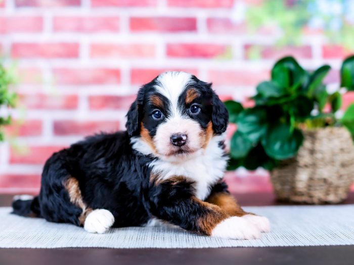Mini Bernedoodle puppy