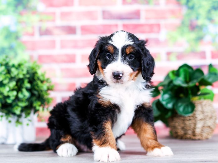 Mini Bernedoodle puppy