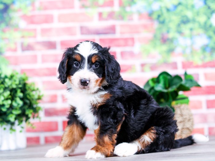 Mini Bernedoodle puppy