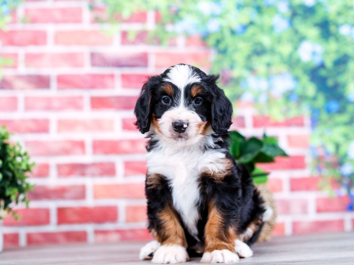 Mini Bernedoodle puppy