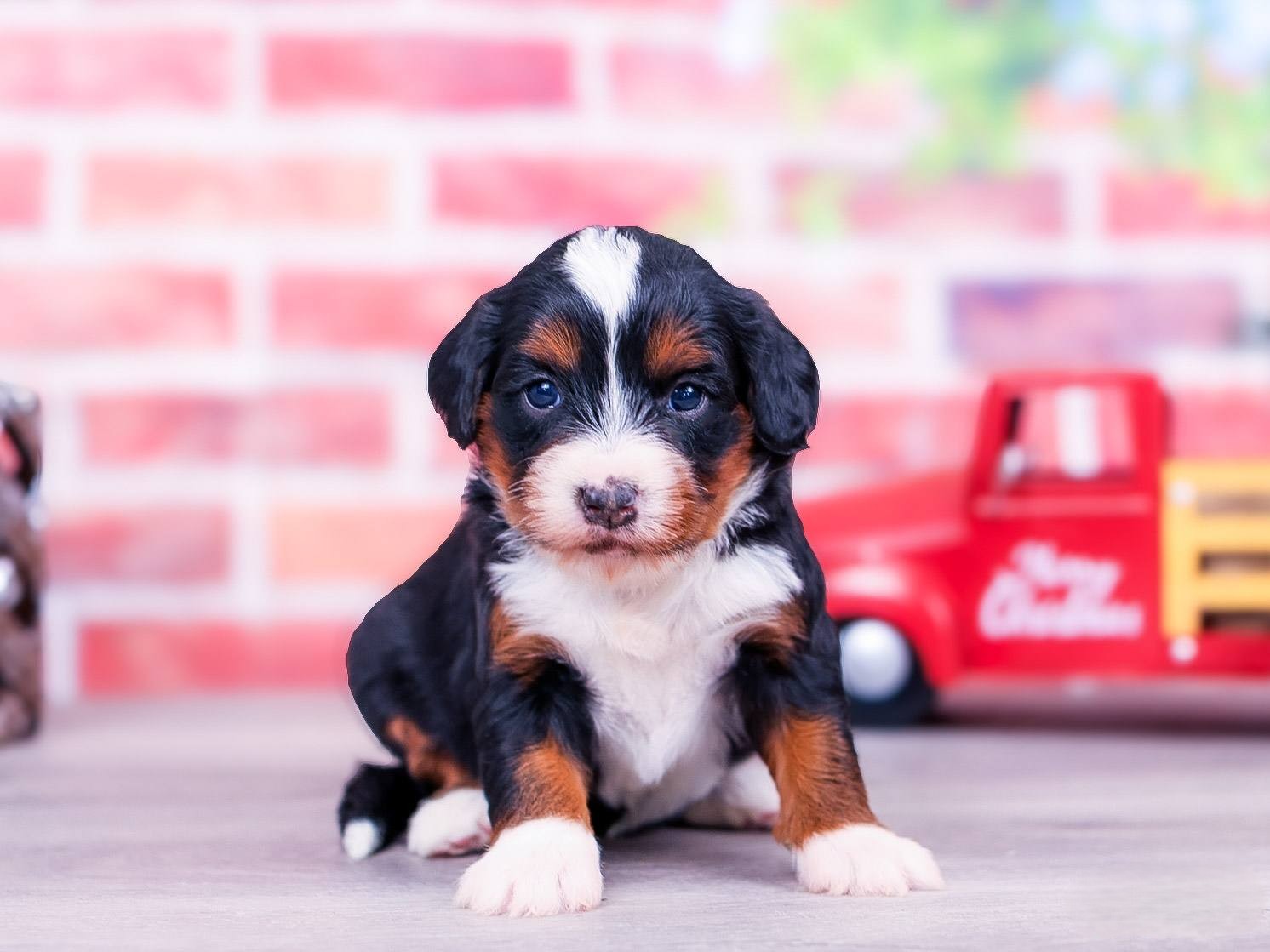 briar (3) Briar the puppy